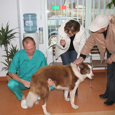 Consultații-veterinare-și-tratament-Braşov