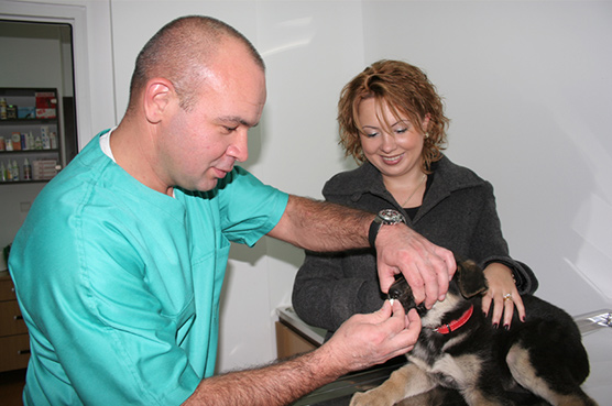 Consultații-veterinare-și-tratament