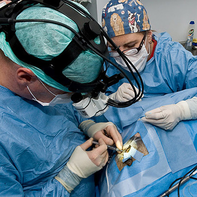Intervenții-chirurgicale-veterinare-Brasov