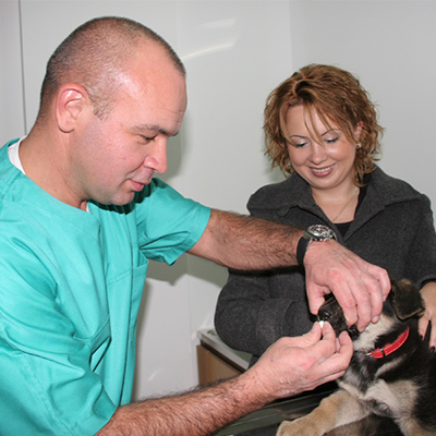 Consultații veterinare și tratament Brasov